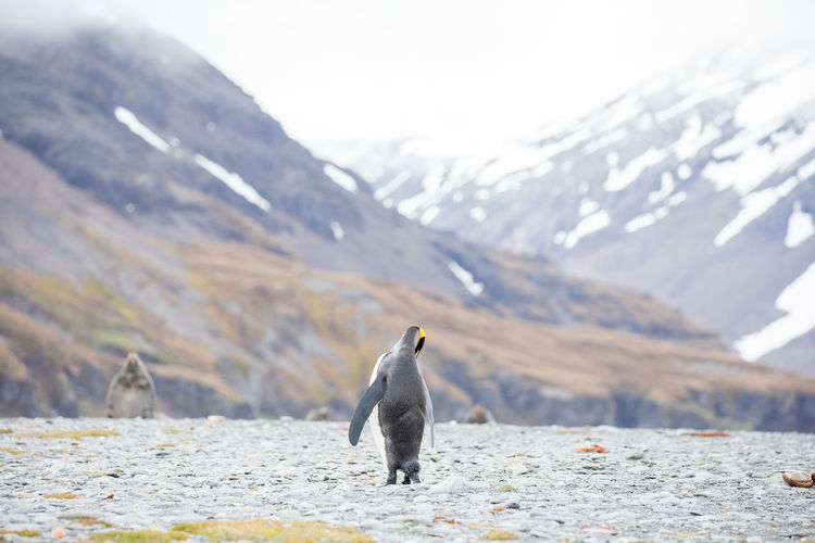 Rear view of penguin on field against snowcapped mountains