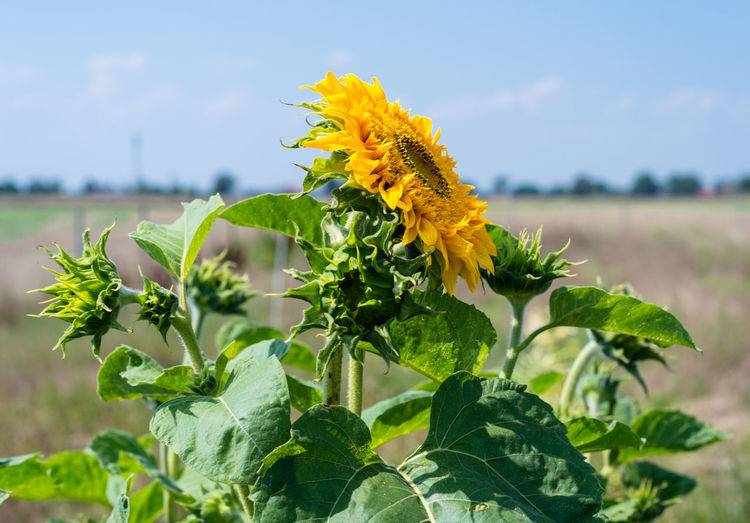 Close-up of sunflower growing on landscape against blue sky