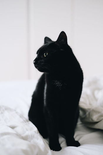 Black cat looking away on bed at home