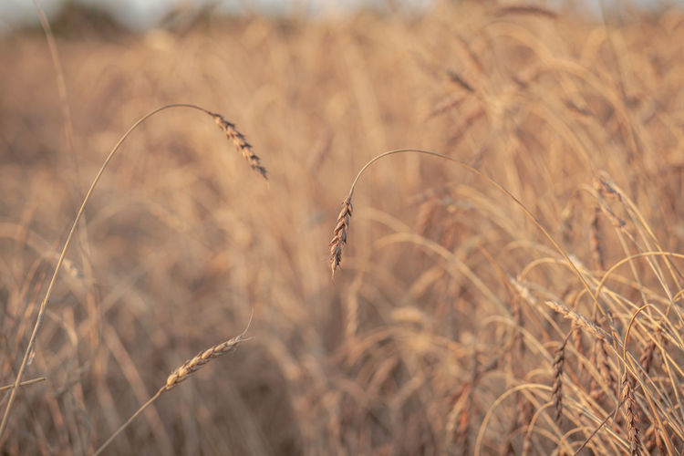 Ears of wheat or rye growing in the field at sunset. field of rye during the harvest period field. 