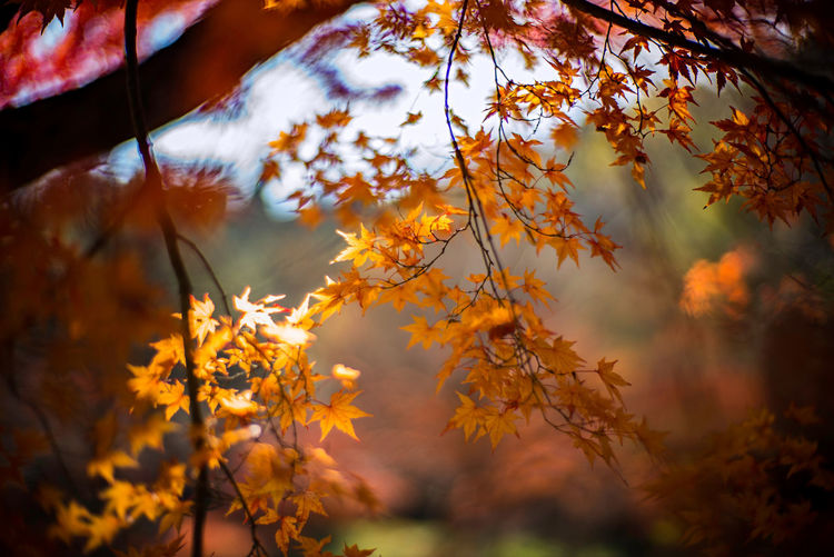Low angle view of maple leaves against sky