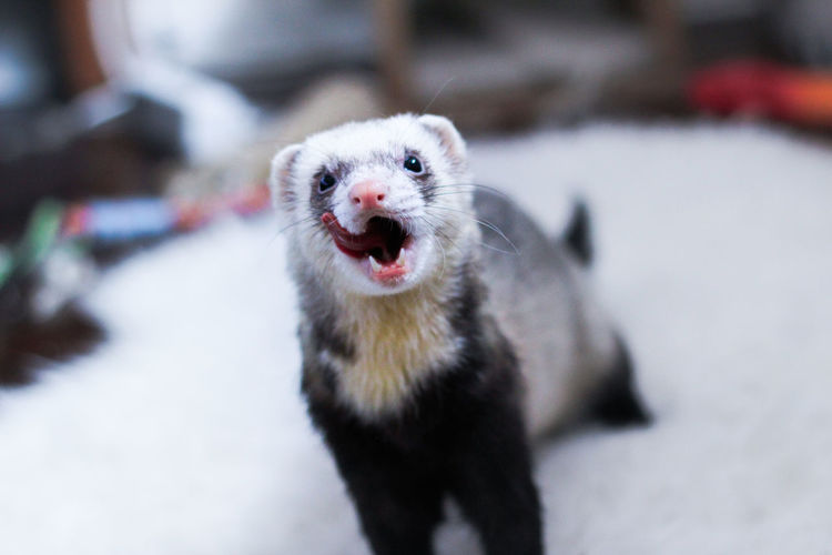 Close-up portrait ferret