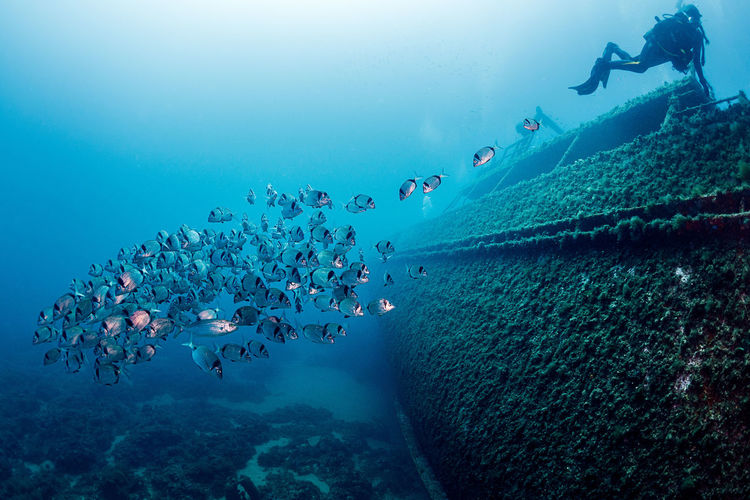 Professional diver swimming near old sunken ship covered with moss on bottom in deep clear sea with school of fish