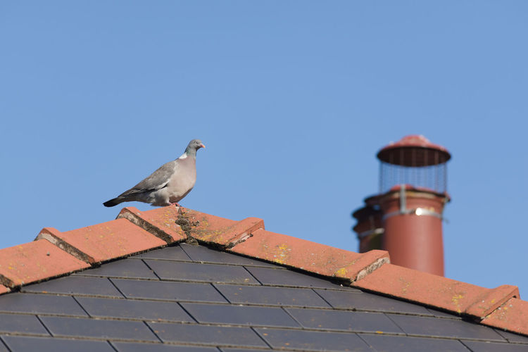 A large wild wood pigeon perches comfortably on the peak of a red and blue tiled roof, blue sky