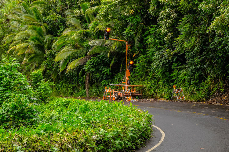People working on road amidst trees