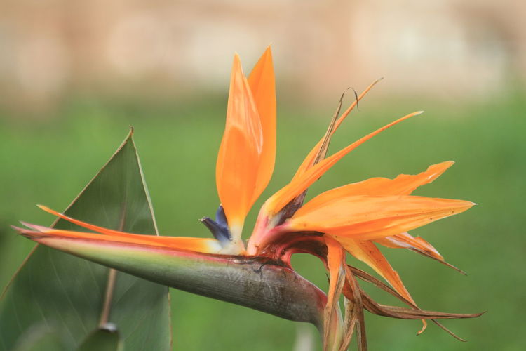 plant