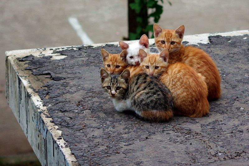 View of kittens outdoors