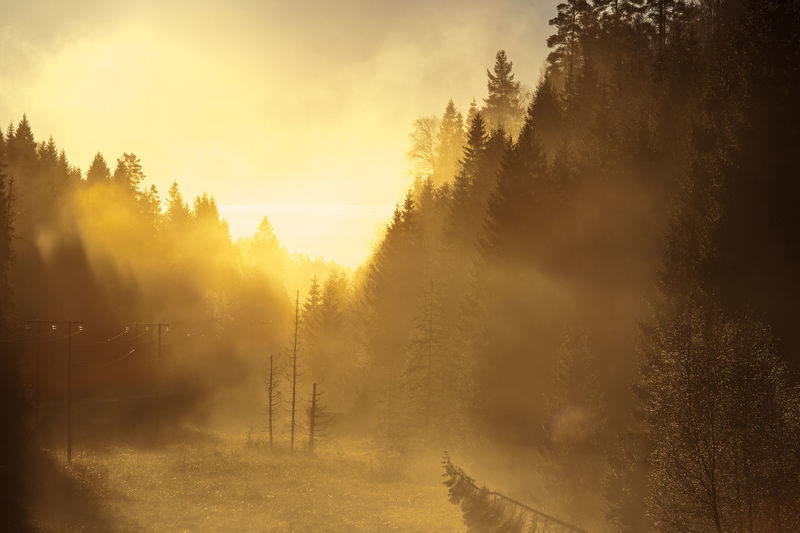 Scenic view of forest during sunrise in foggy weather