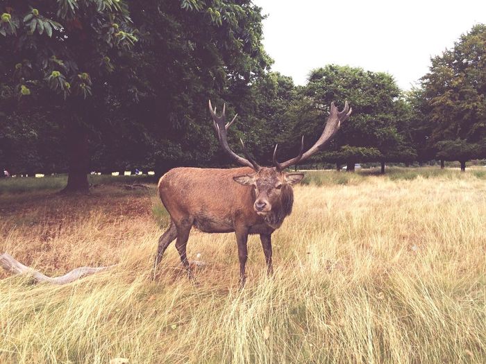 Stag standing on grassy field