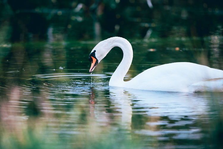 Portrait of a swan in a lake