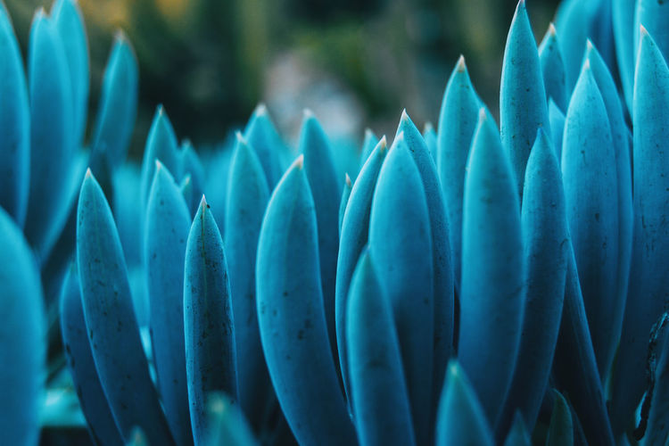 Close-up of succulent plant