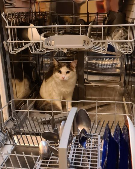 Portrait of cat in cage at store