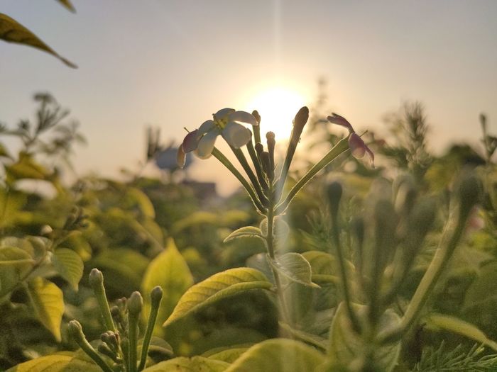 Close-up of flowering plants on field against sky