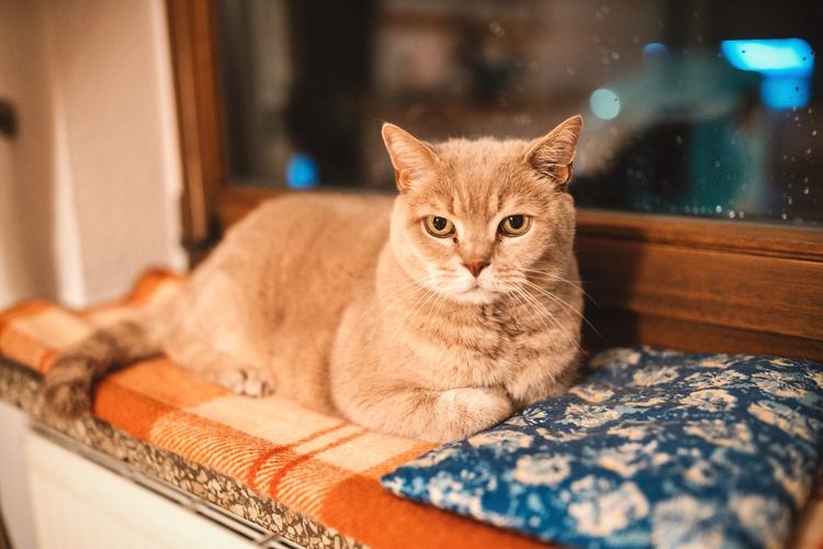 Portrait of cat sitting