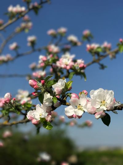 Close-up of pink flowers blooming on tree against sky