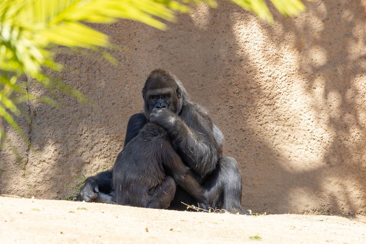 Mother gorilla nursing her child