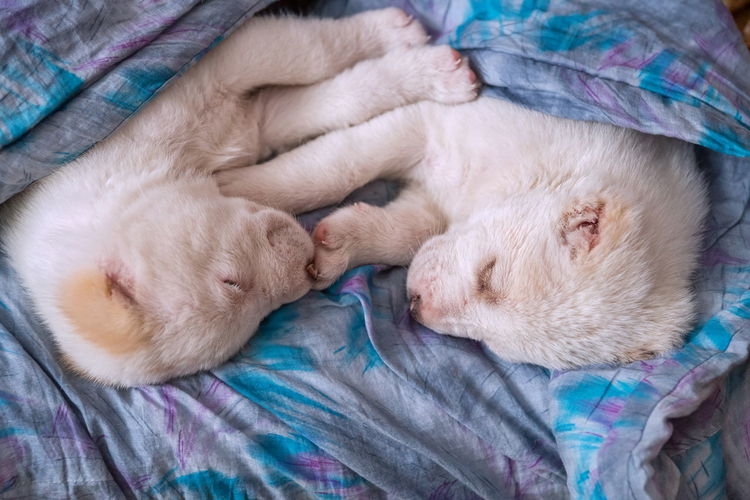Two small monthly white puppies of alabai sleep, turning to each other.