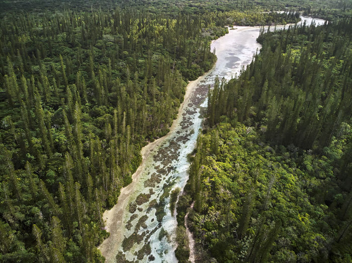 Aerial view of river running across forest of pine trees