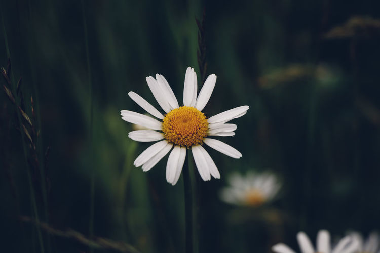 Close-up of white daisy on dark background