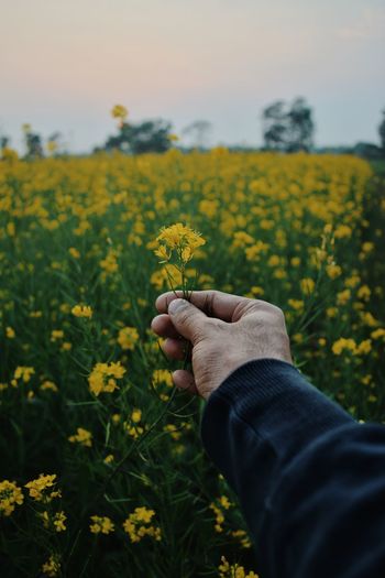 Close-up of person hand holding yellow flower