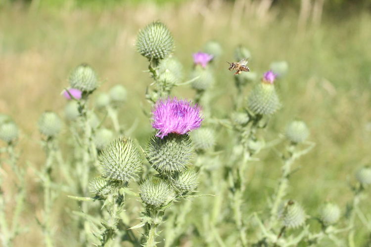 Close-up of thistle blooming on field