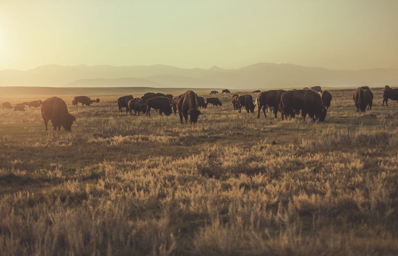 Large herd of american bisons moving along colorado prairie near town of fairplay, 