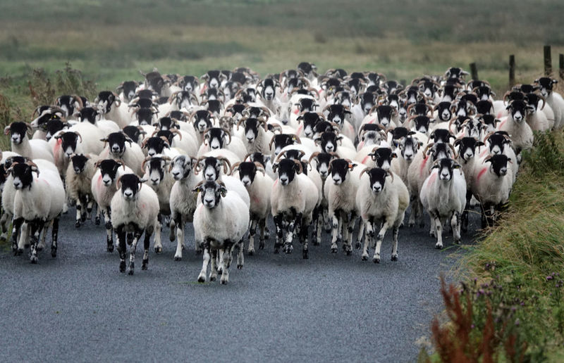 View of flock of sheep blocking road 