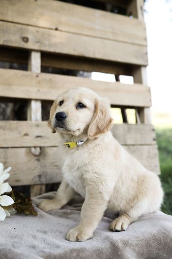 Portrait of golden puppy