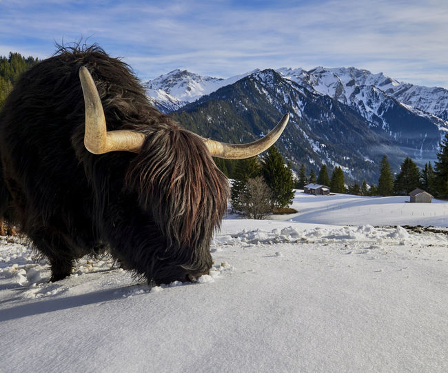 View of a scottish highland bull on snow