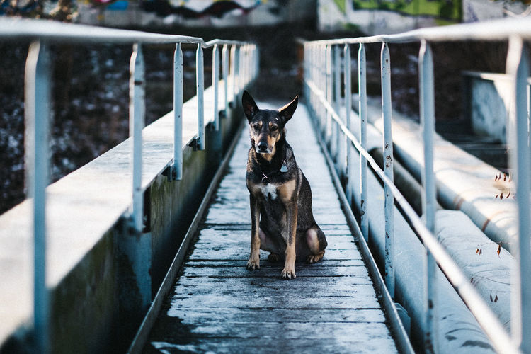 Portrait of dog sitting on railing