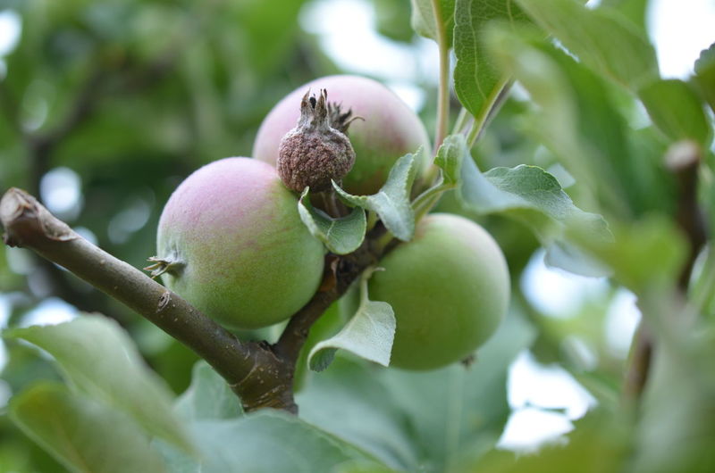 Close-up of fruits growing on tree