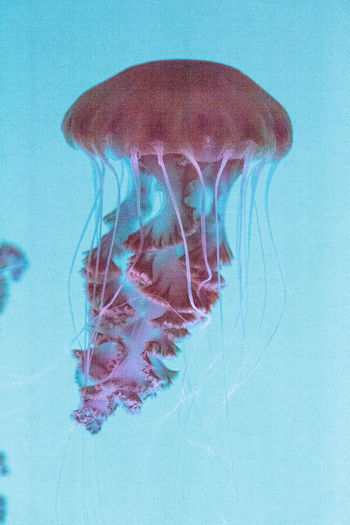 Close-up of jellyfish swimming in sea