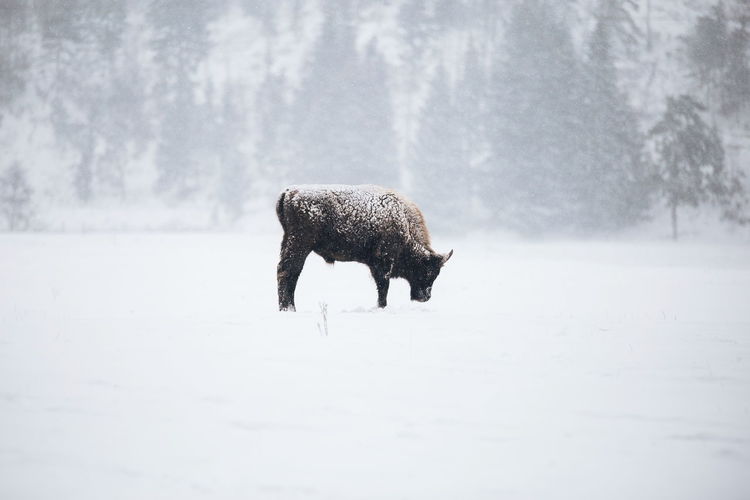 Bison standing on field during winter
