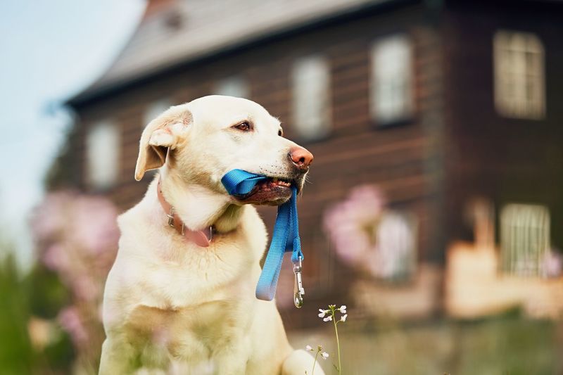 Dog carrying pet collar in mouth while sitting against house