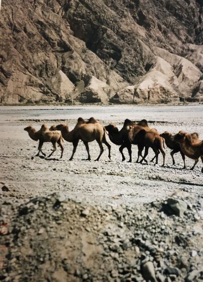 Flock of camels walking on rock