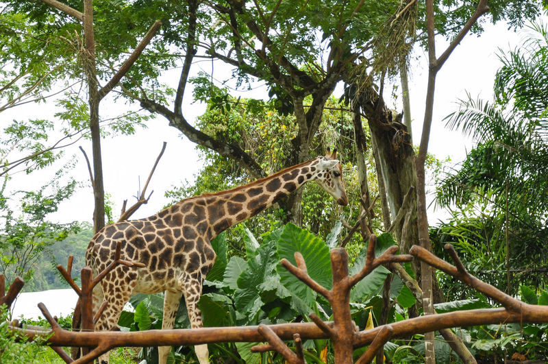 Low angle view of giraffe on tree