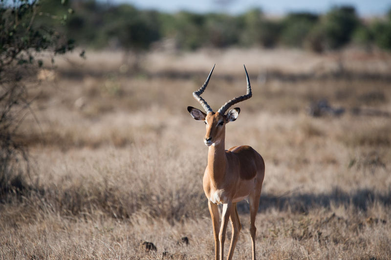 View of impala standing on dry grass