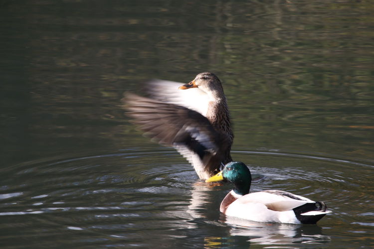 Duck flapping wings in lake