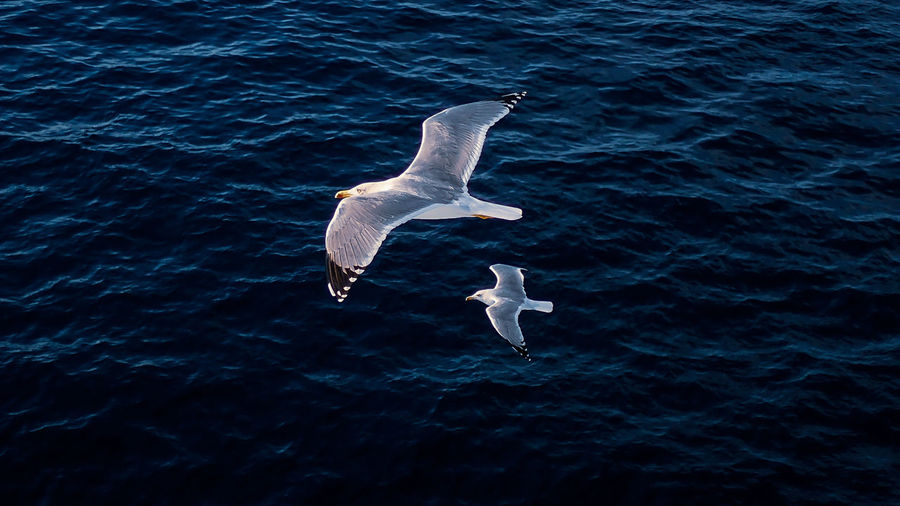 High angle view of seagulls flying over sea