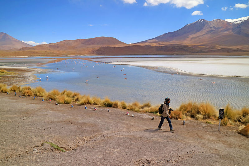 Traveler walking on the saline lake shore of laguna hedionda, flamingos in afar, nor lipez, bolivia