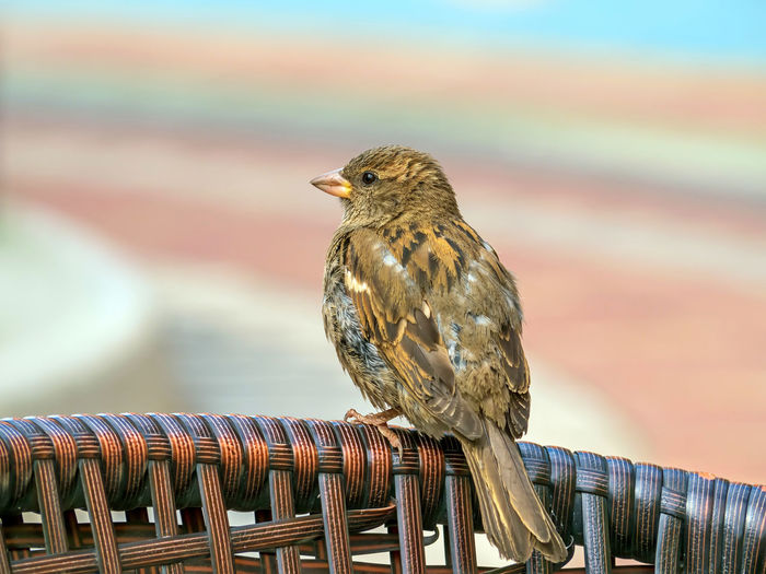 Close-up of bird perching outdoors