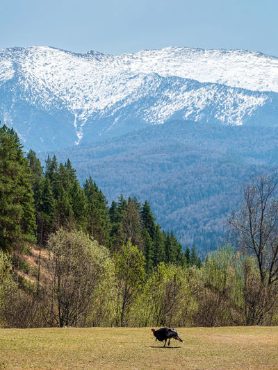 wilderness