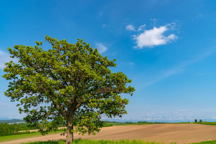 Tree on field against blue sky