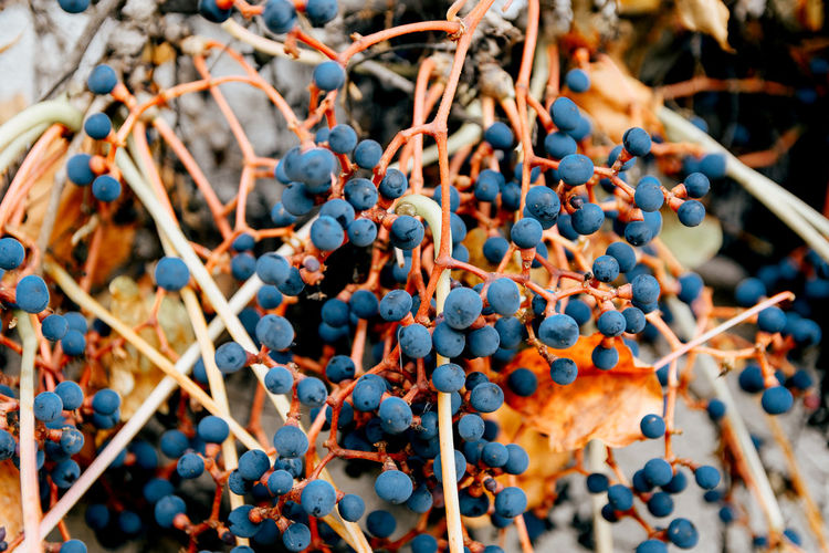 Closeup photo of wild grape vine, autumn leaves, berries.
