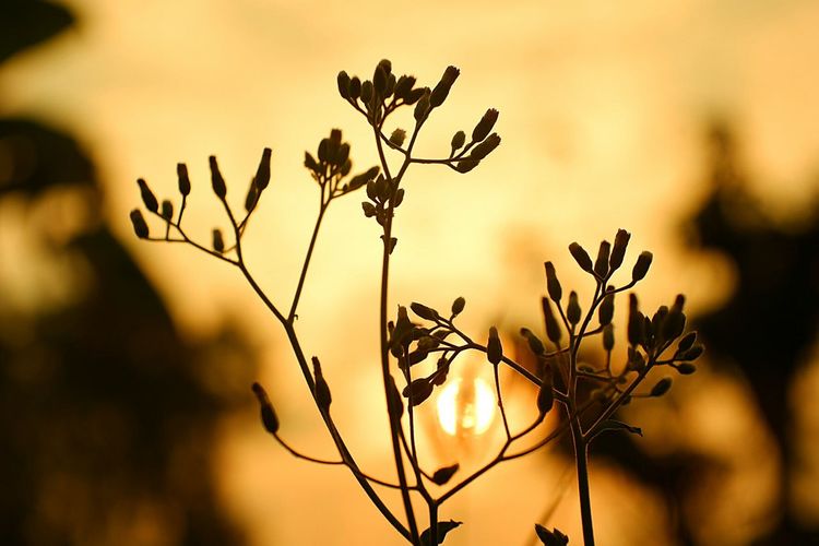 Close-up of silhouette plant against sunset sky