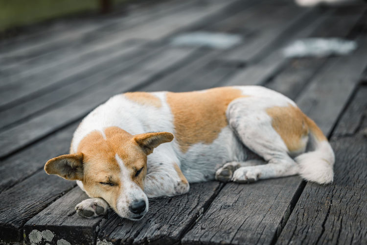 Dog sleeping on wooden footpath