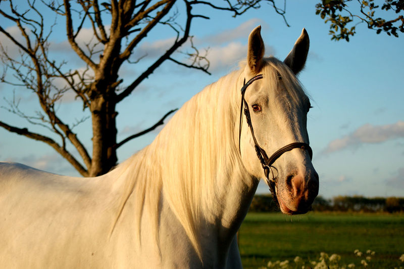 A white boulonnais mare standing on a paddock.