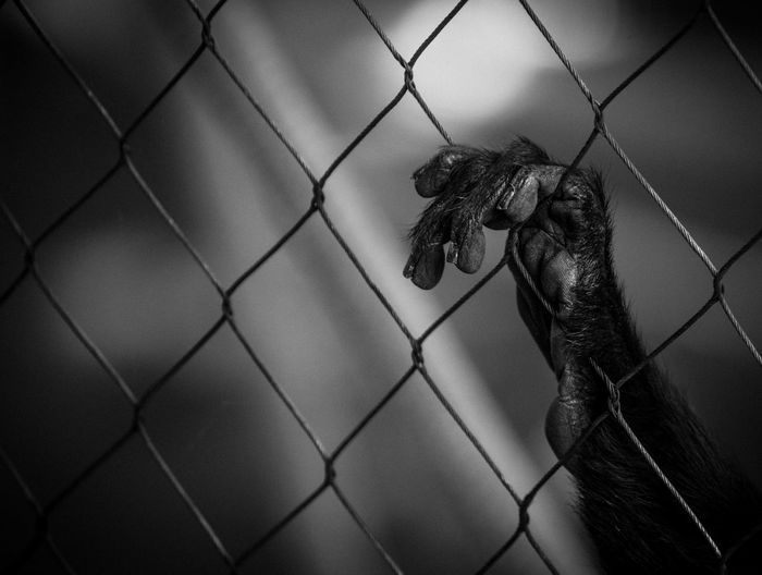 Close-up of monkey in cage