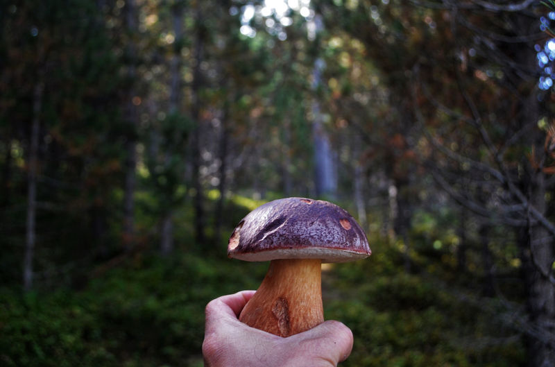 Person holding mushroom in forest