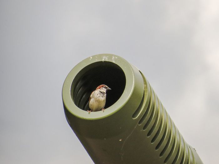 Low angle view of sparrow in cannon